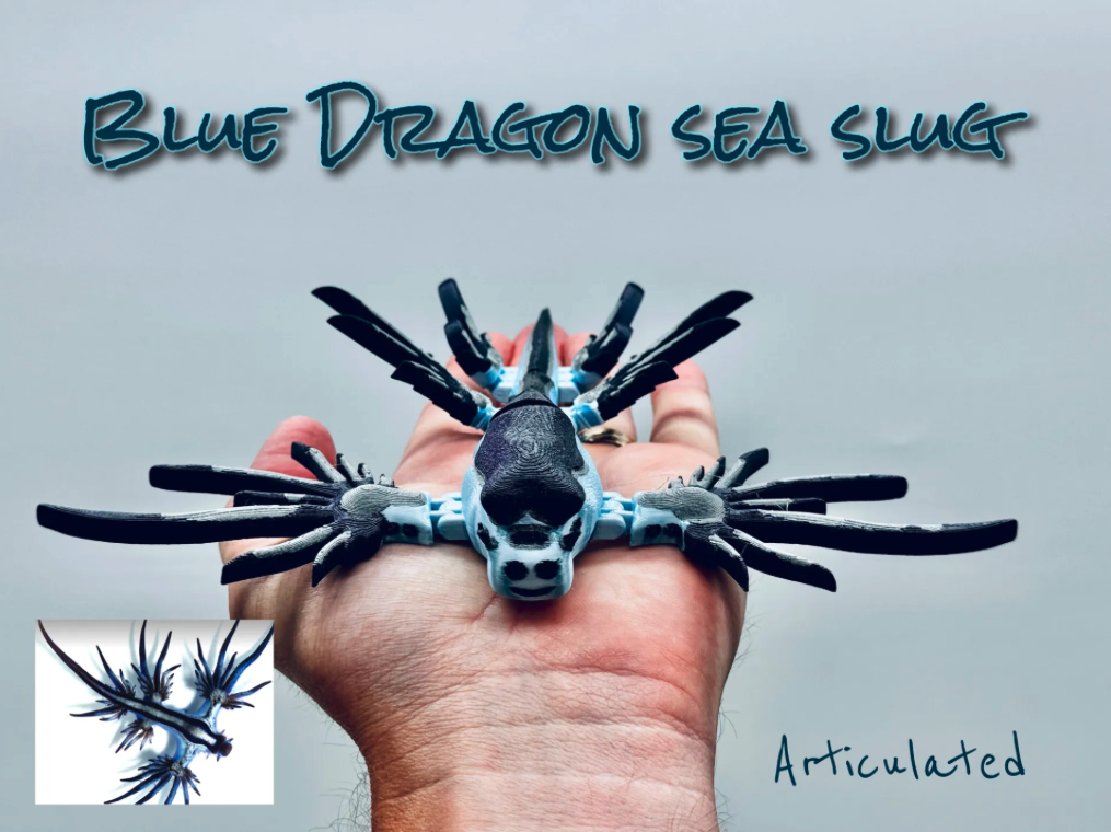 Blue Dragon Sea Slug